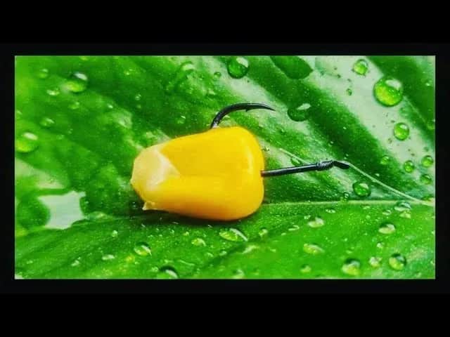 Jak zakładać kukurydzę na haczyk? Skuteczne metody i porady