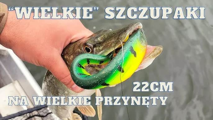 Jak łowić szczupaki na spinning? Kompletny przewodnik 2024