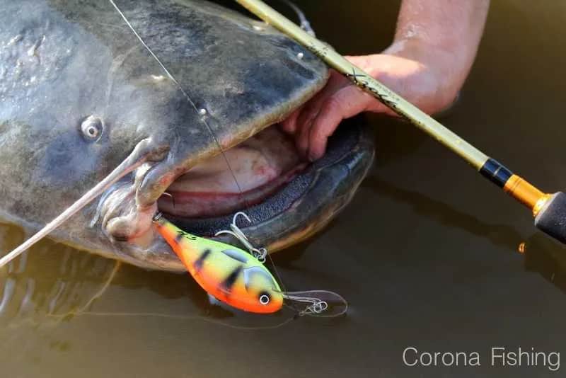 Przynęty na suma: sprawdzone sposoby na rekordowego okazu