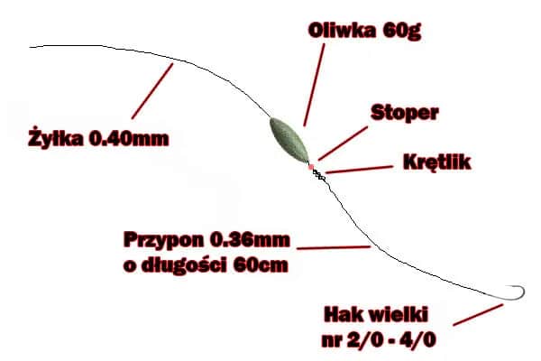 Jaka plecionka na suma z gruntu? Wybierz najlepszą!